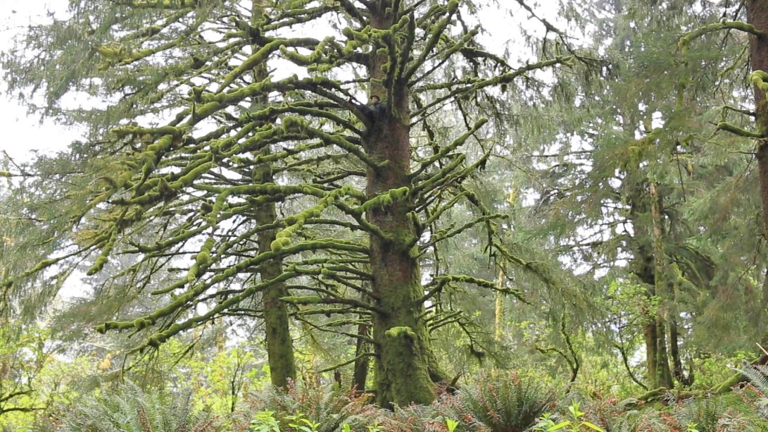 MVI_5348.00_05_30_20.Still006